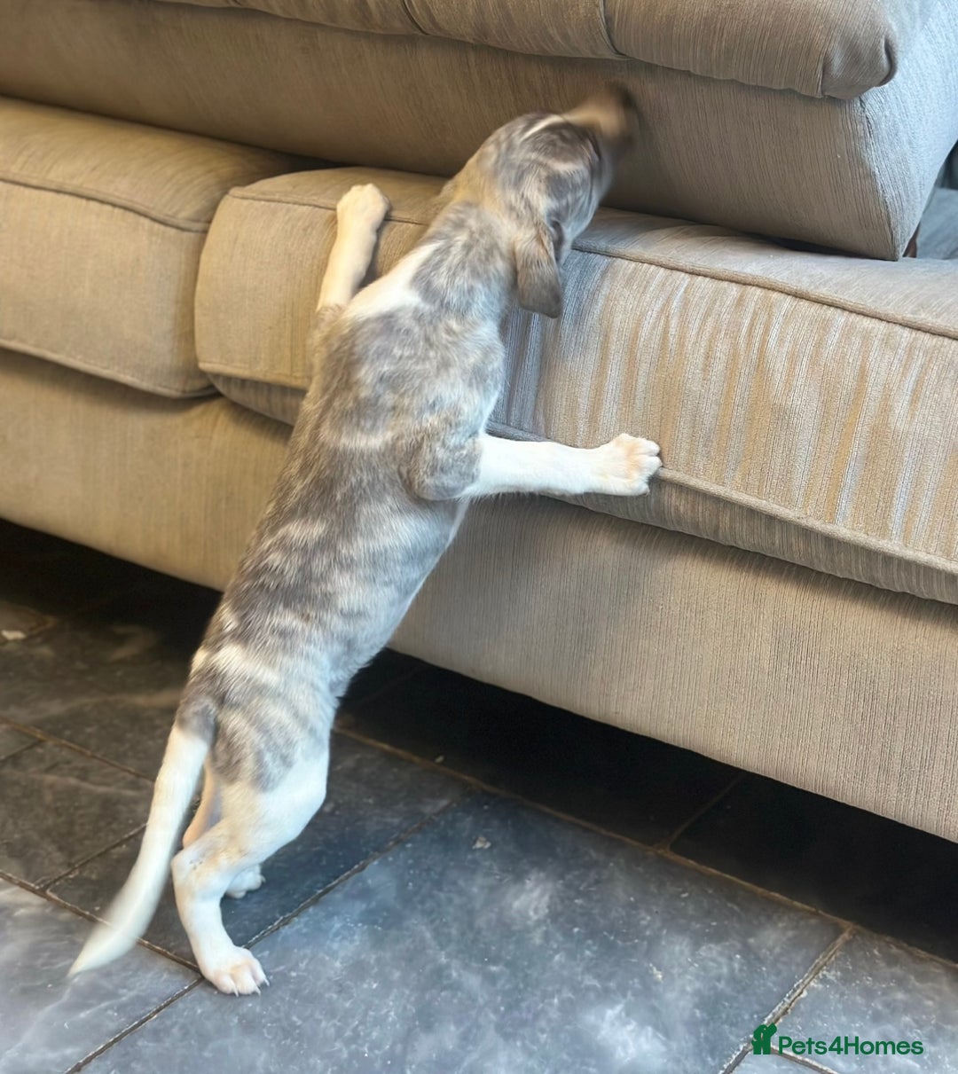 Whippet dogs for sale: 3 boys available  - Advert 3