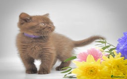British Shorthair cats for sale: Cinnamon female British shorthair kitten - Image 8