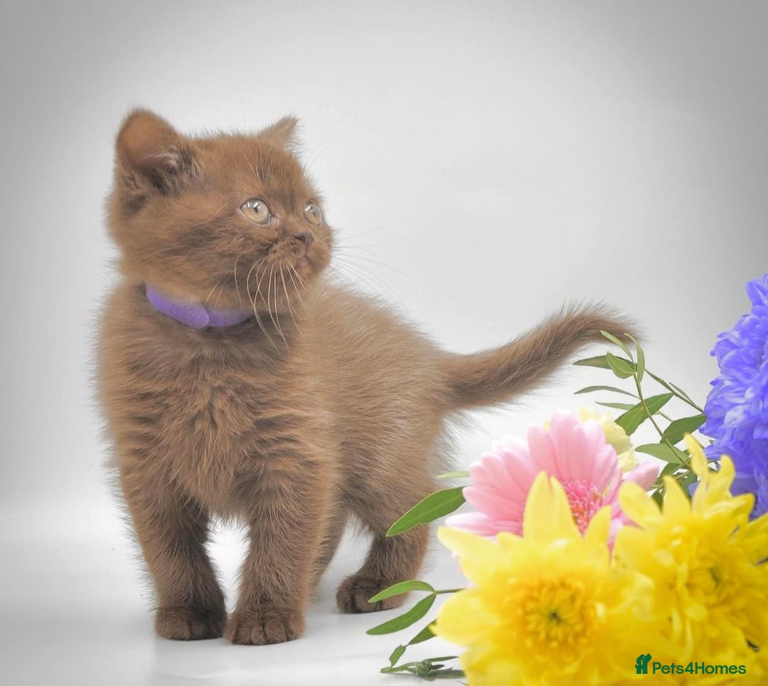 British Shorthair cats for sale: Cinnamon female British shorthair kitten - Image 8