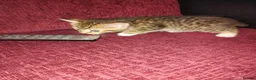 Mixed Breed cats for sale: 3 kittens looking for new home  - Advert 3