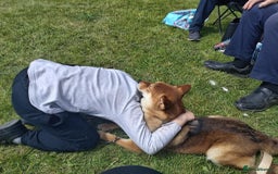 Japanese Shiba Inu dogs for sale: Well bred Japanese shiba inu puppies  - Image 5