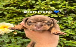 Olde English Bulldogge dogs for sale: RAINBOW OLD ENGLISH LITTER !!! - Image 10