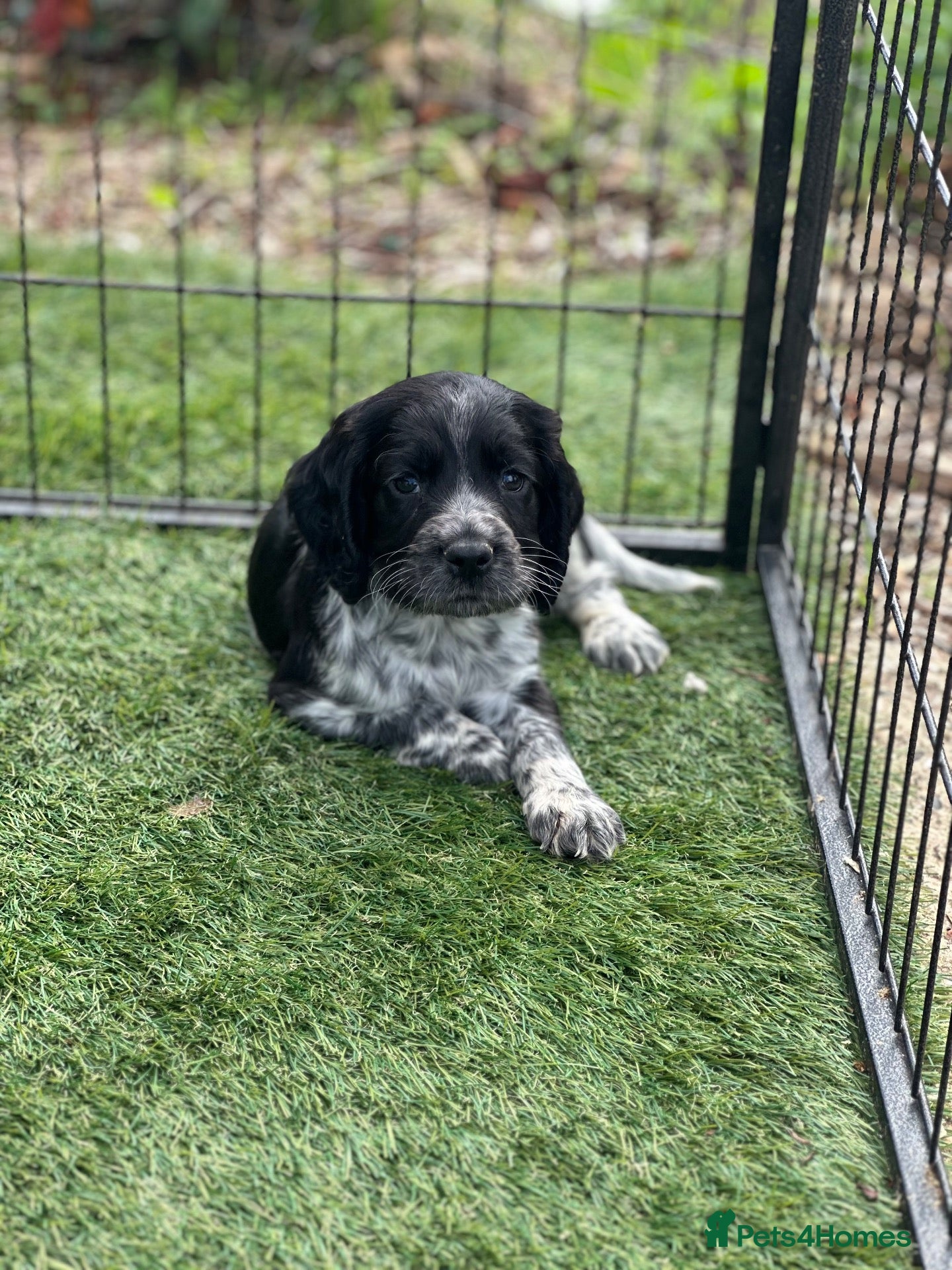 Cocker Spaniel dogs Outstanding Cocker Spaniel Puppies - Advert 17