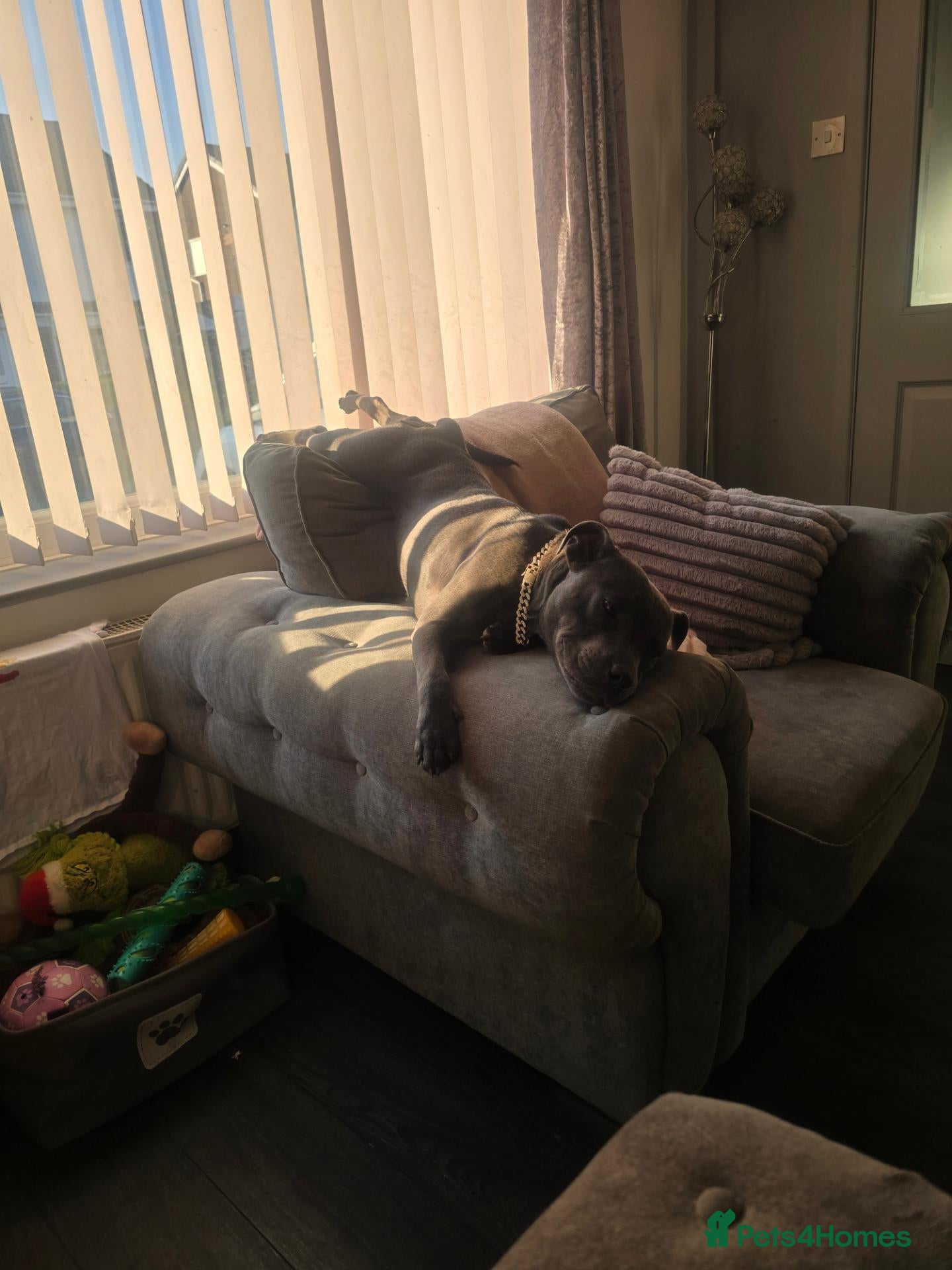 Staffordshire Bull Terrier dogs Female KC registered Blue Staff - Advert 1