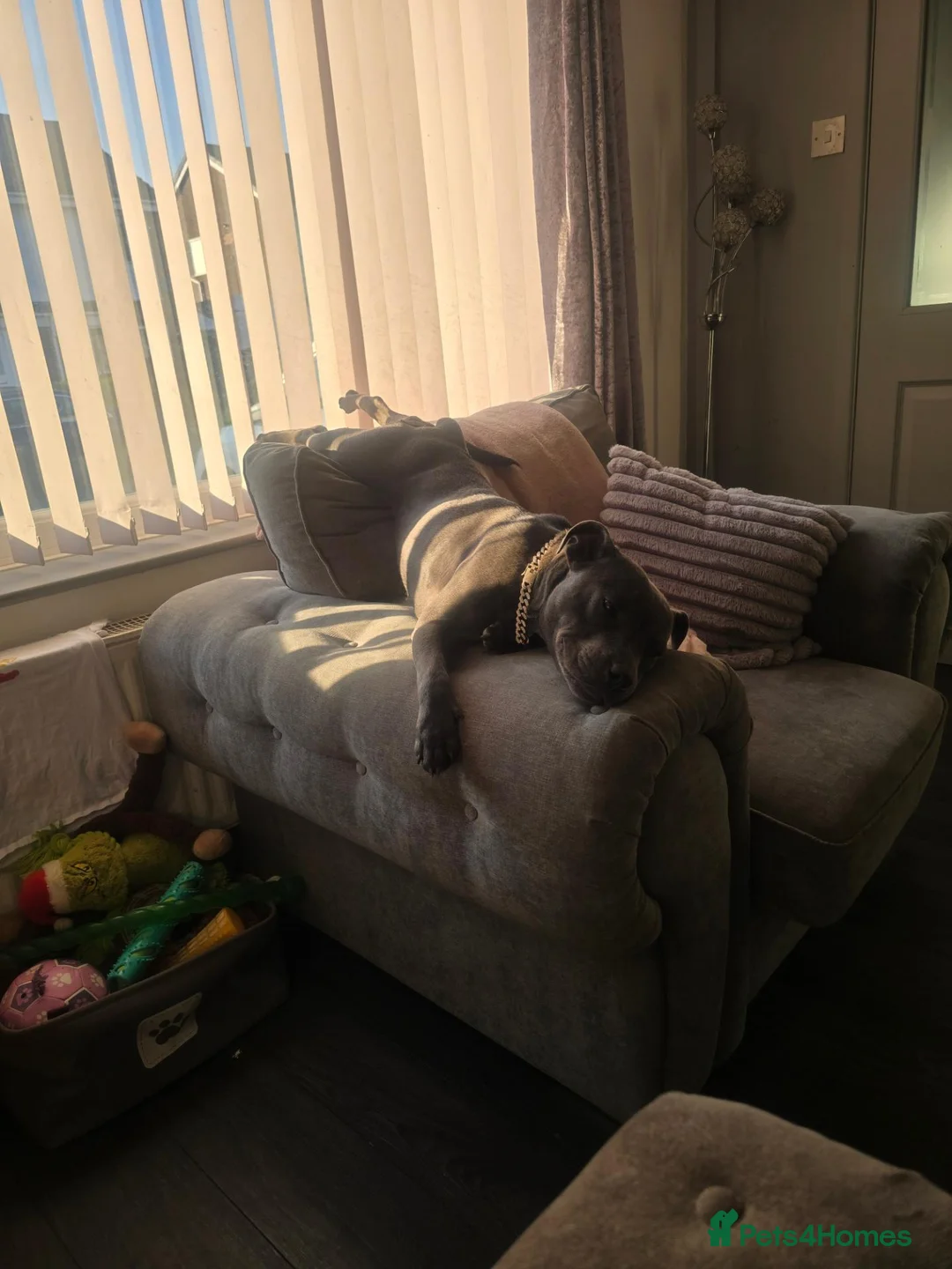 Staffordshire Bull Terrier dogs for sale: Female KC registered Blue Staff in Manchester - Advert 1