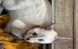 Bengal cats for sale: Blue Eyes Snow Lynx Bengal Kittens - Image 32