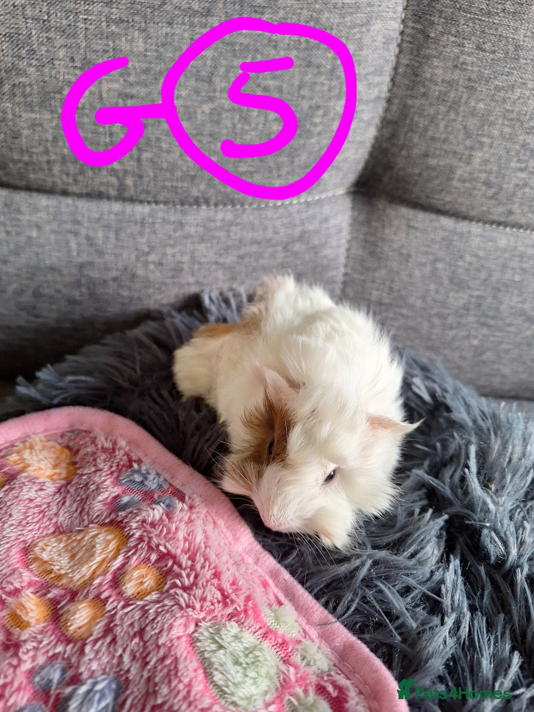 Guinea Pig rodents for sale: 😍 Lovely sows and one boar 💚  - Image 4