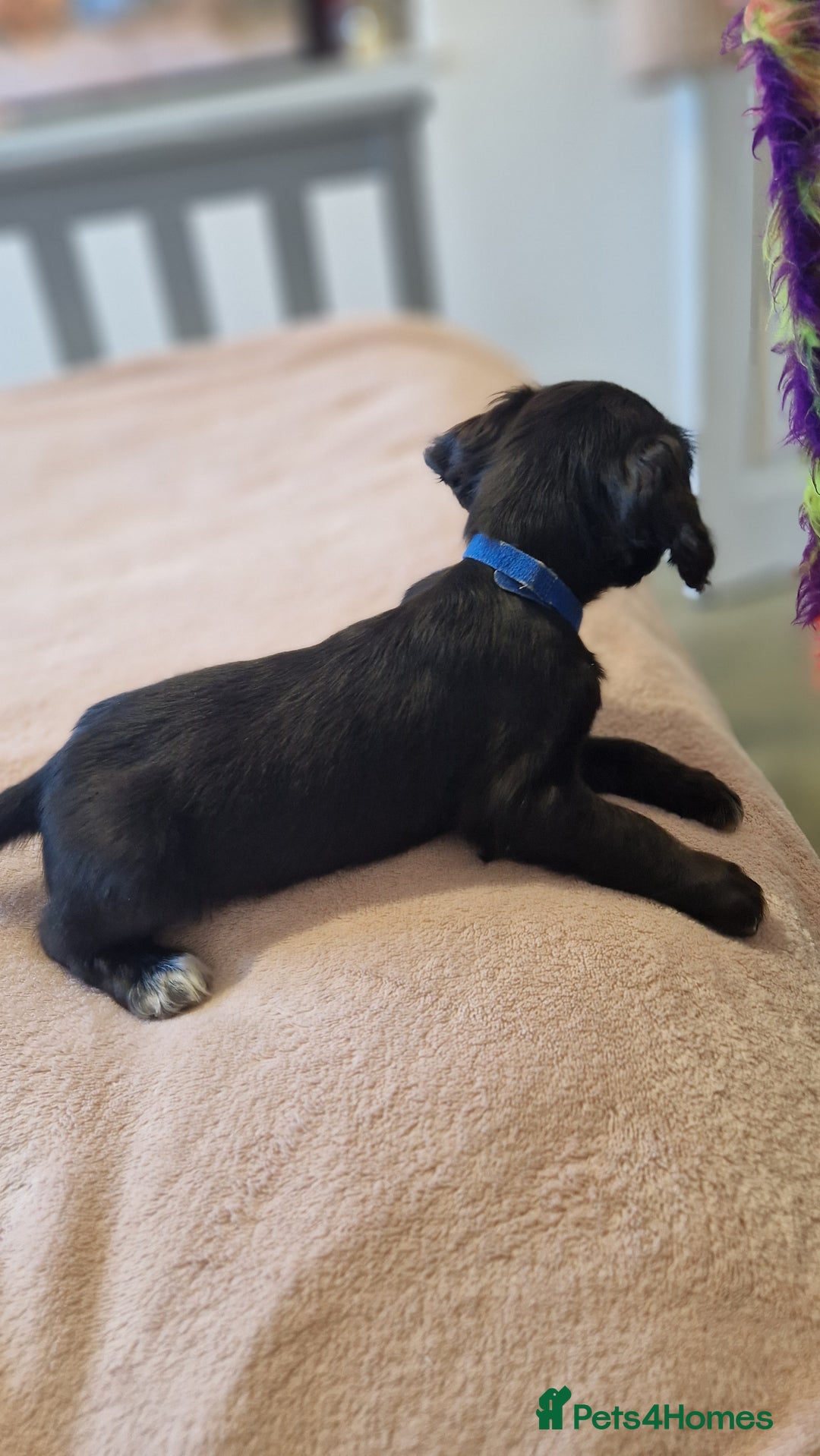 Sprocker dogs for sale: Sprocker puppies  - Image 6