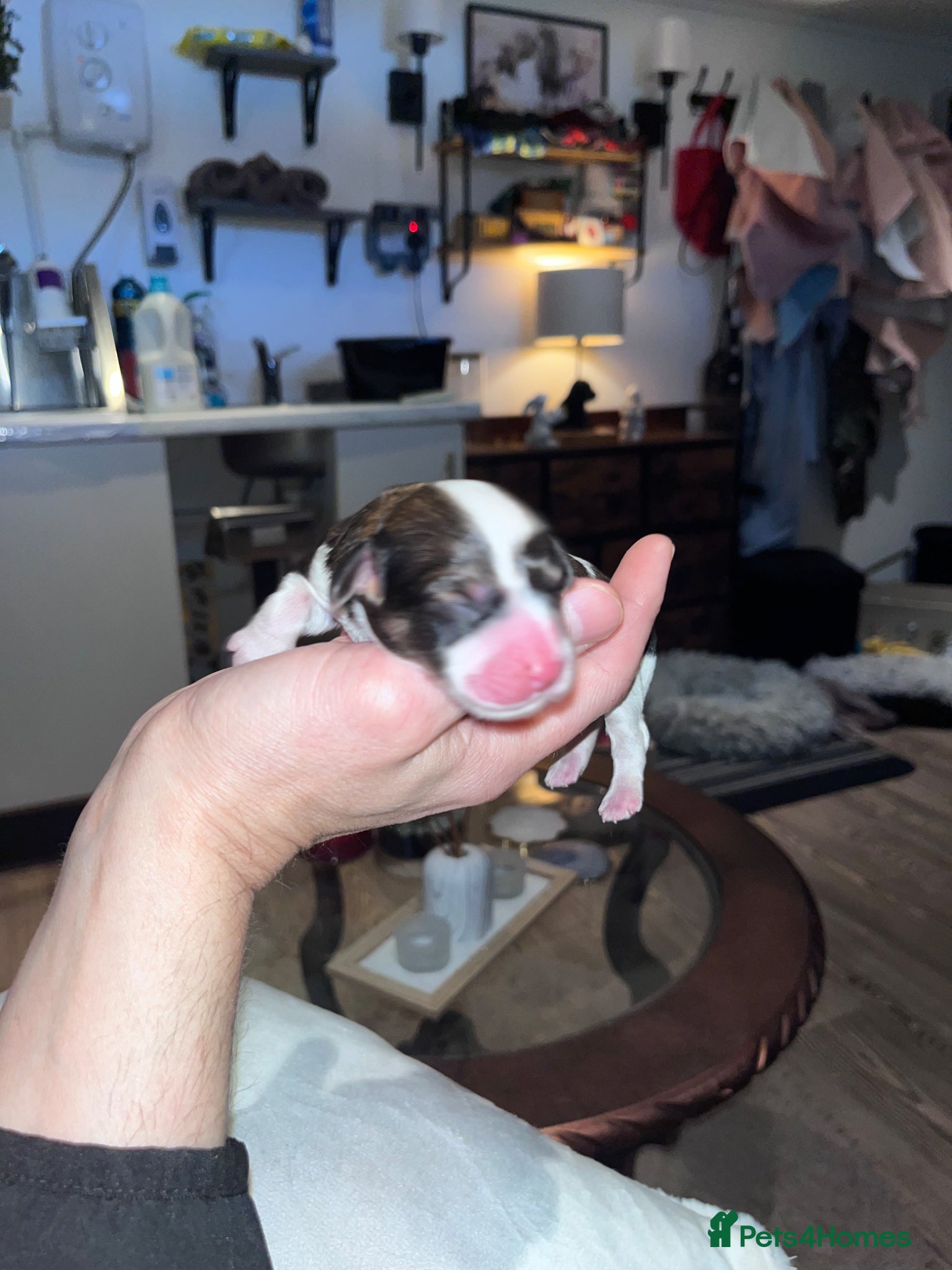 Cavapoo dogs TOY cavapoo puppies  - Advert 1