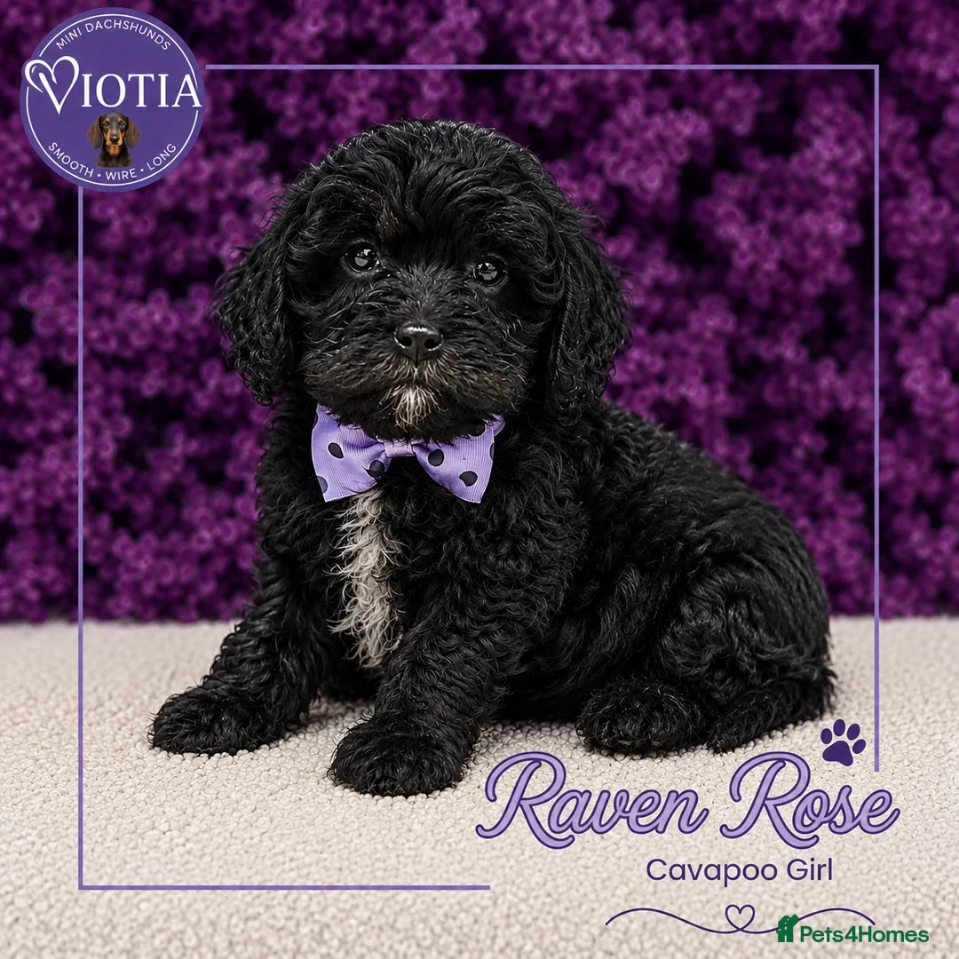 Cavapoo dogs for sale: 🐶 Beautiful F1 Cavapoo Puppies Ready Now 🐶 - Advert 2