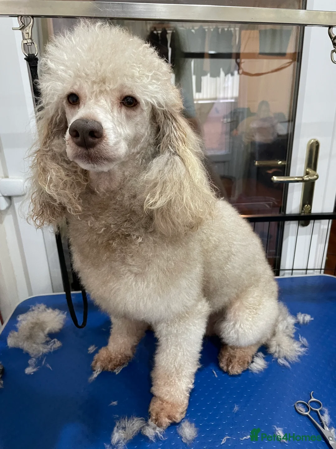 Miniature Poodle dogs for stud: Kc miniature poodle  in Wakefield - Advert 8