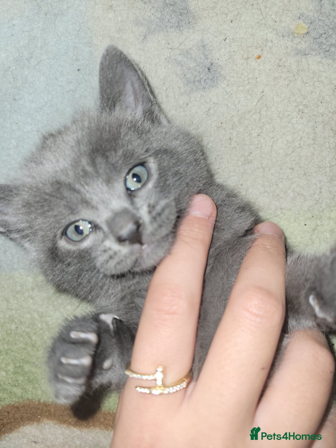 Mixed Breed cats for sale: Healthy cute grey baby boy kitten - Advert 1