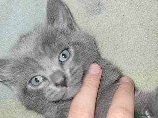 Mixed Breed cats Healthy cute grey baby boy kitten - Advert 1