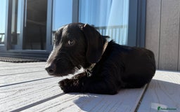Miniature Dachshund dogs for stud: Miniature Dachshund Black Wire FOR STUD - Image 4