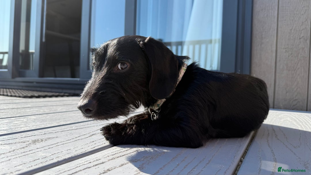 Miniature Dachshund dogs for stud: Miniature Dachshund Black Wire FOR STUD - Image 4