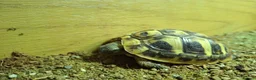 Hermann Tortoise reptiles for sale: Juvenile hermanns tortoise and full set up in Bo'ness - Advert 1