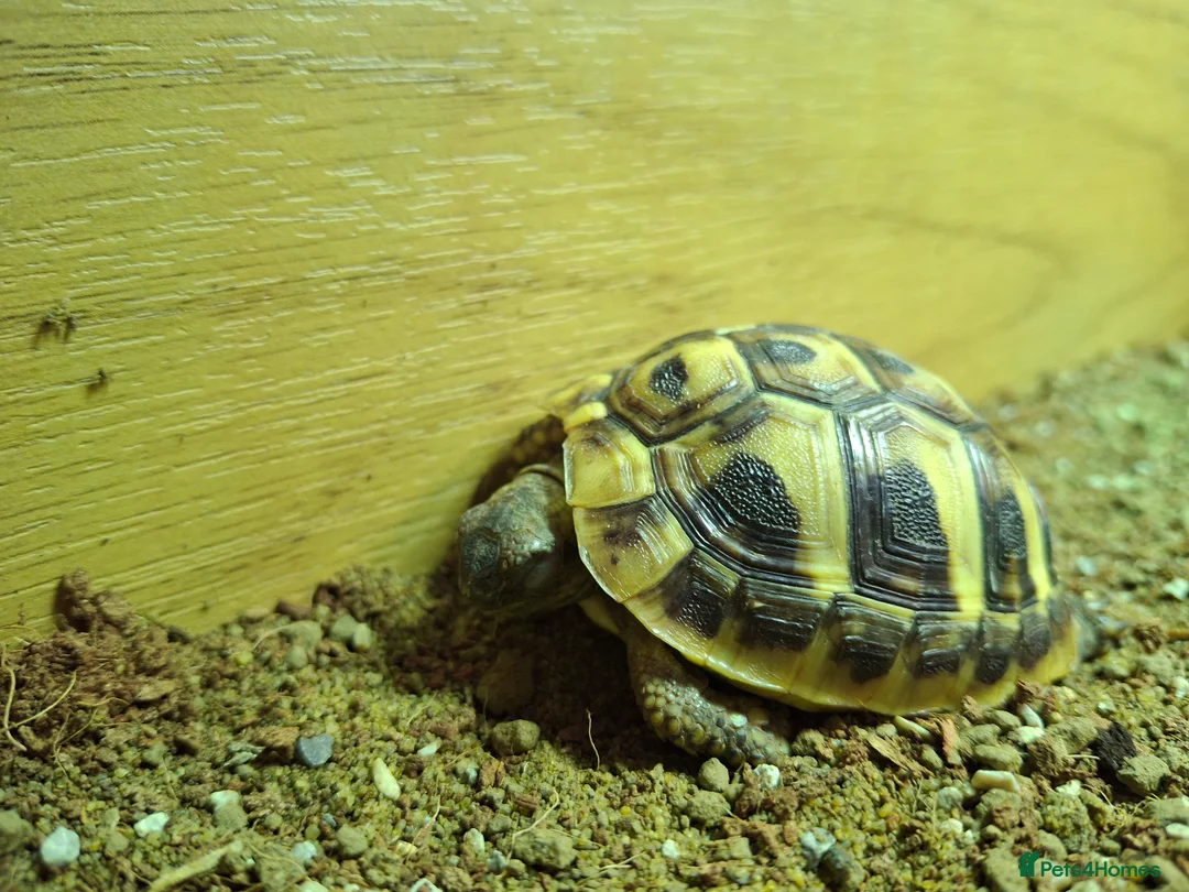 Hermann Tortoise reptiles for sale: Juvenile hermanns tortoise and full set up in Bo'ness - Advert 1