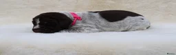 German Wirehaired Pointer dogs for sale: Fantastic working German wire haired pointers  - Advert 18