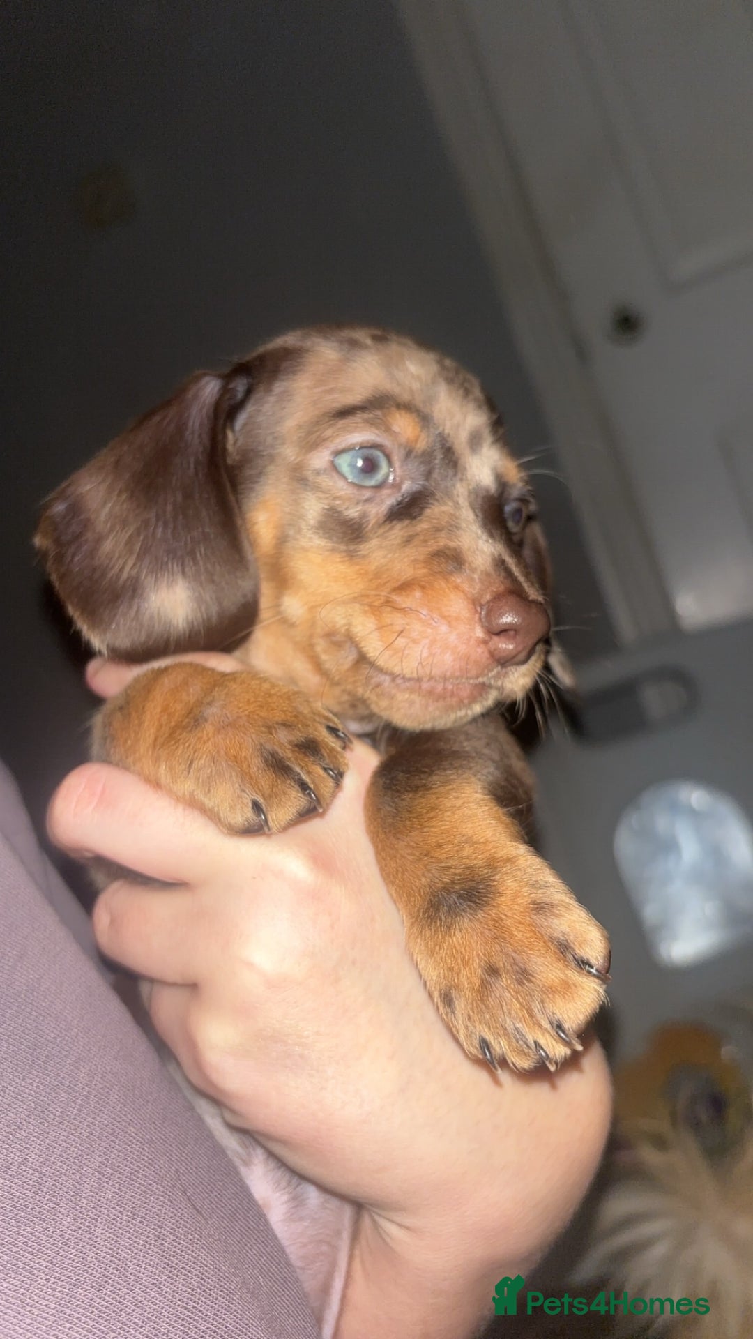 Dachshund dogs for sale: Miniature dachshund puppies for sale  - Advert 11