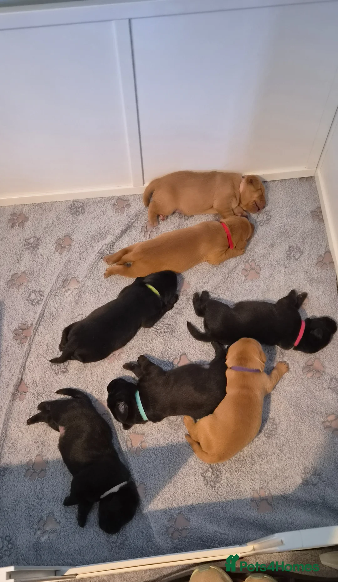 Labrador Retriever dogs for sale: Labrador Retriever puppies for sale in Yeovil - Advert 2