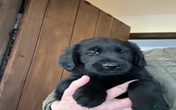 Flat coated Retriever dogs for sale: Flat coated x Golden Retriever puppies - Image 8