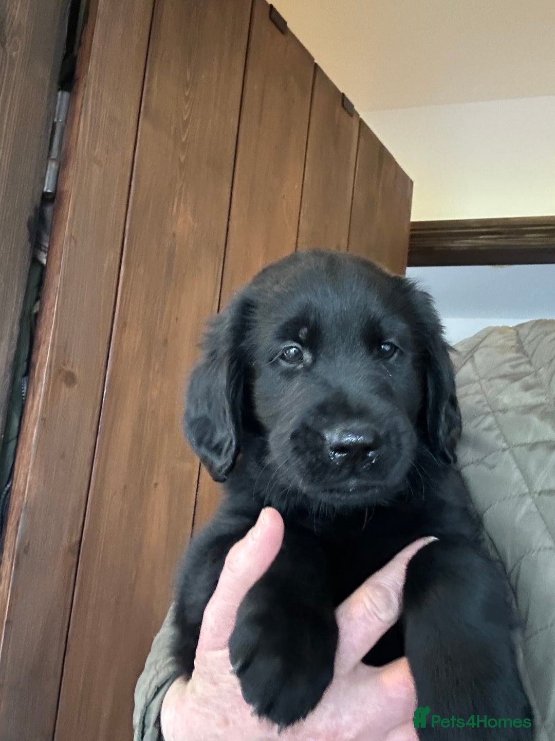 Flat coated Retriever dogs for sale: Flat coated x Golden Retriever puppies - Image 8