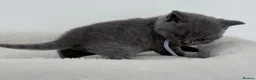 British Shorthair cats for sale: pure british shorthair kittens  - Advert 27