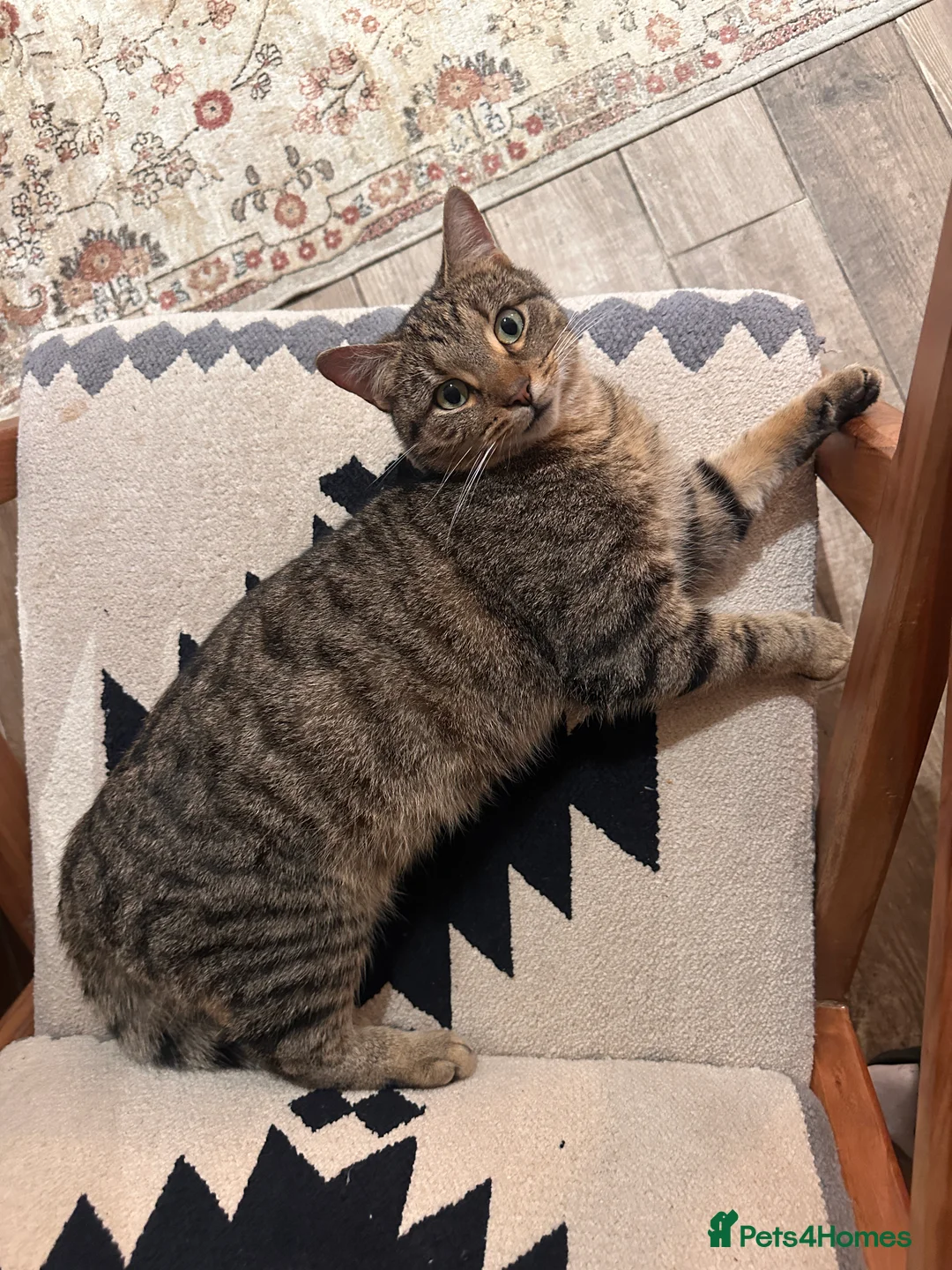 American Wirehair cats for sale: Leo - Affectionate 2 year old cat rehoming needed  - Advert 2
