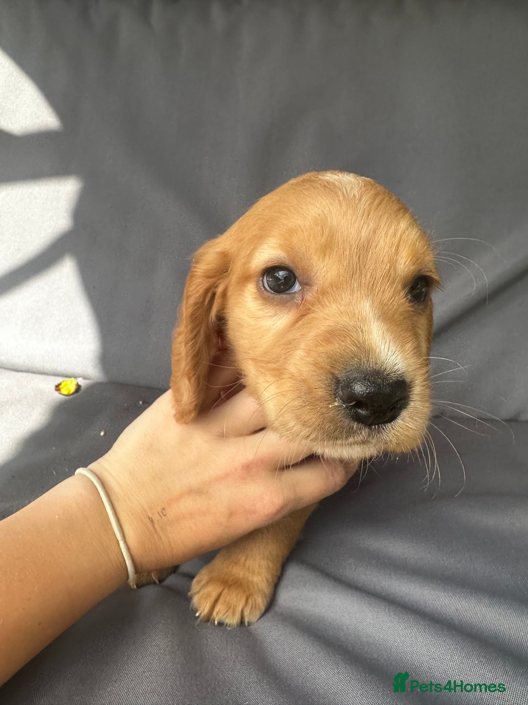 Cocker Spaniel dogs for sale: A litter of 6 gorgeous cocker spaniel puppies - Image 14