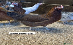 Chickens poultry for sale: Point of lay fully vaccinated Hens, lots of breeds - Image 8