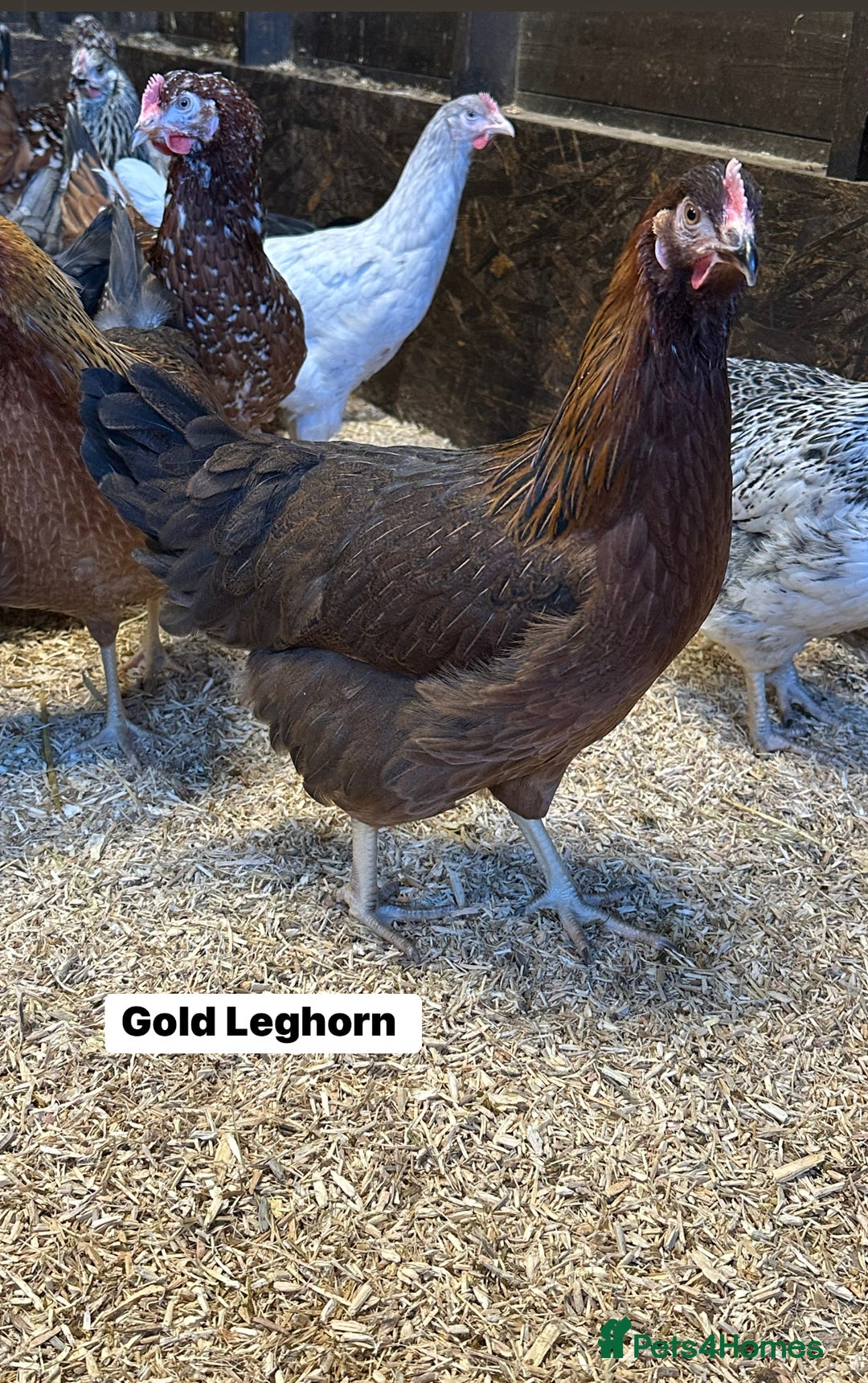 Chickens poultry for sale: Point of lay fully vaccinated Hens, lots of breeds - Image 8