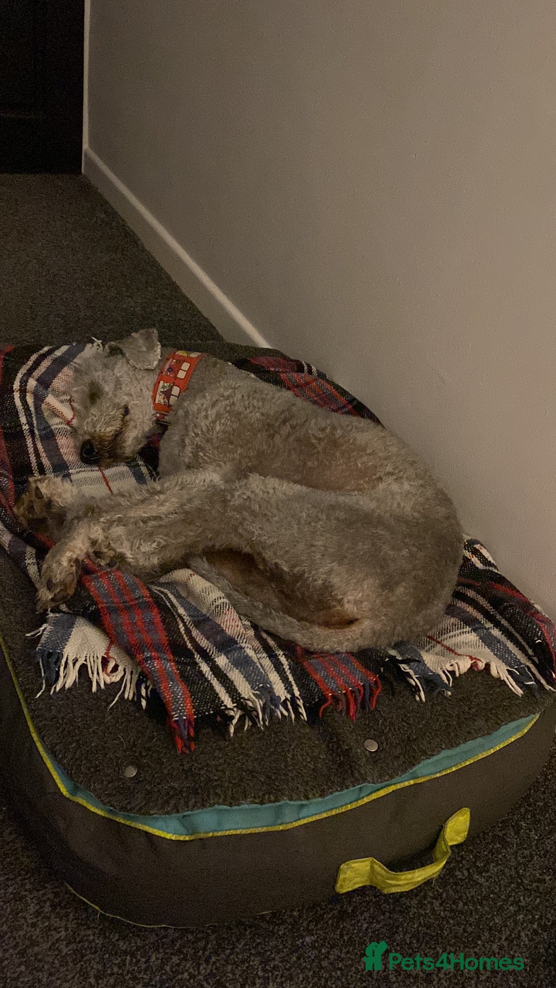 Mixed Breed dogs for sale: Beautiful Bedlington/Greyhound Cross  - Advert 16