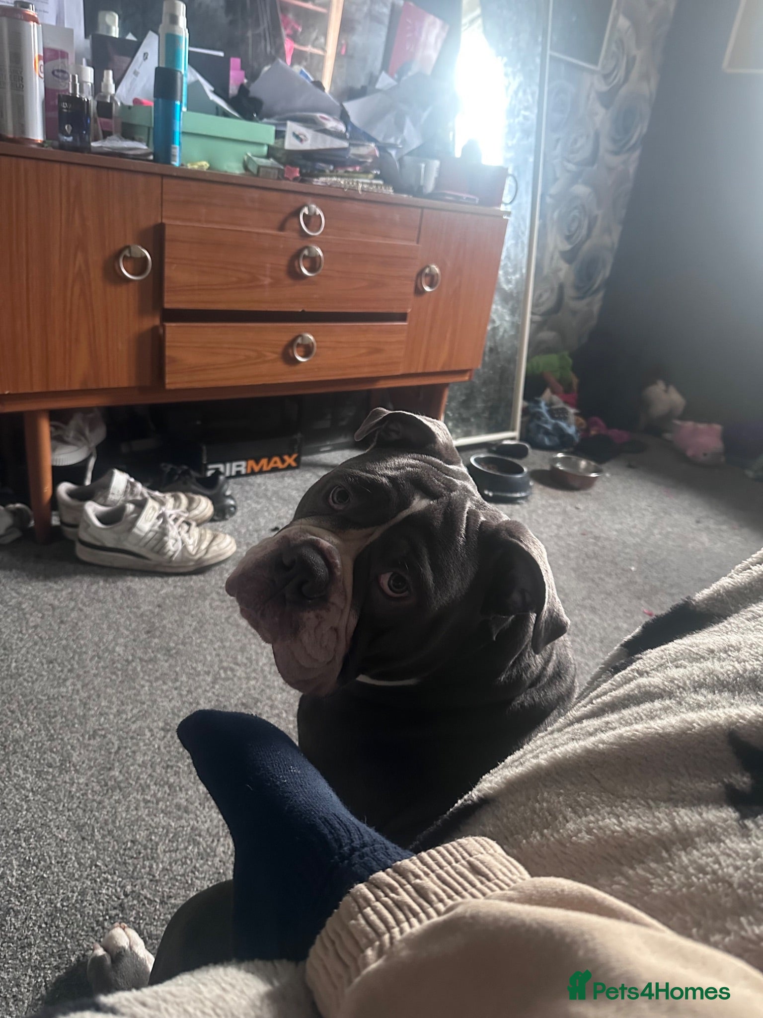 Olde English Bulldogge dogs Friendly Olde English Bulldogge – 11 Months Old - Advert 8