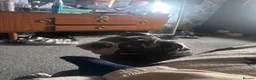 Olde English Bulldogge dogs for sale: Male OEB looking for his forever home in Derby - Advert 4
