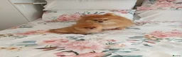 Pomeranian dogs for sale: Full breed pomeranian male puppy for sale - Advert 6