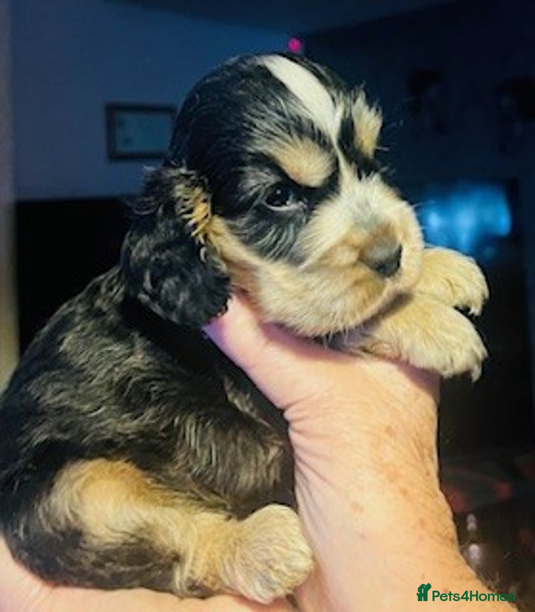 Cocker Spaniel dogs for sale: lyncham cocker spaniels - Image 14