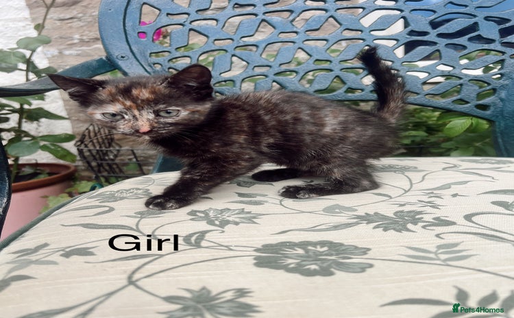Mixed Breed cats - Advert 4