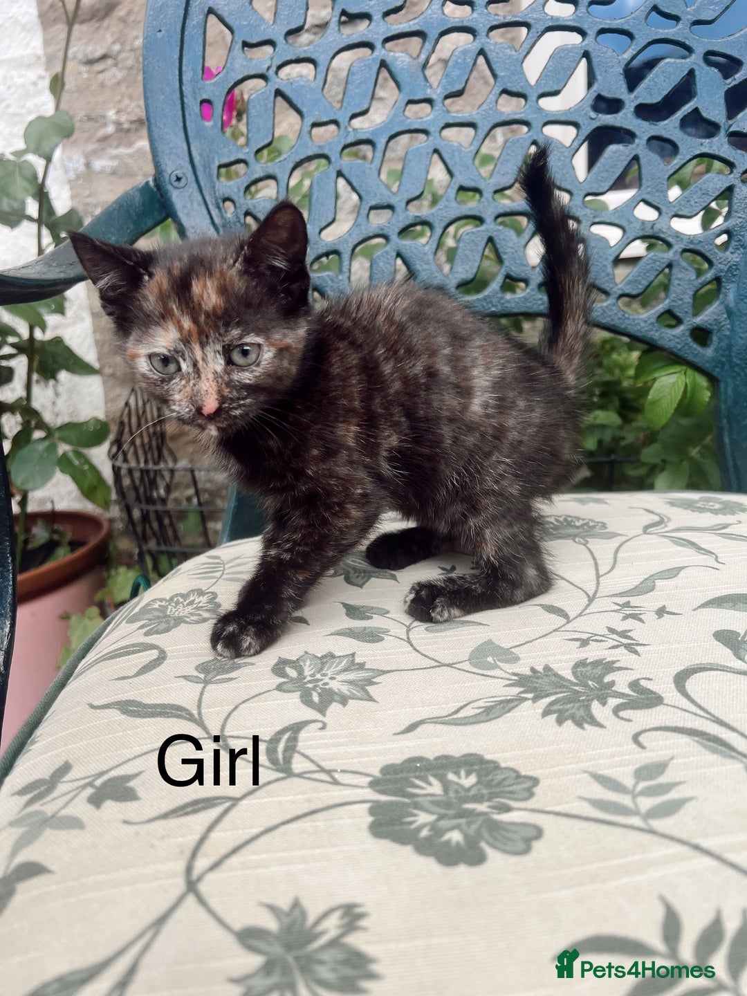Mixed Breed cats for sale: *READY NOW* 3 beautiful kittens  - Image 1