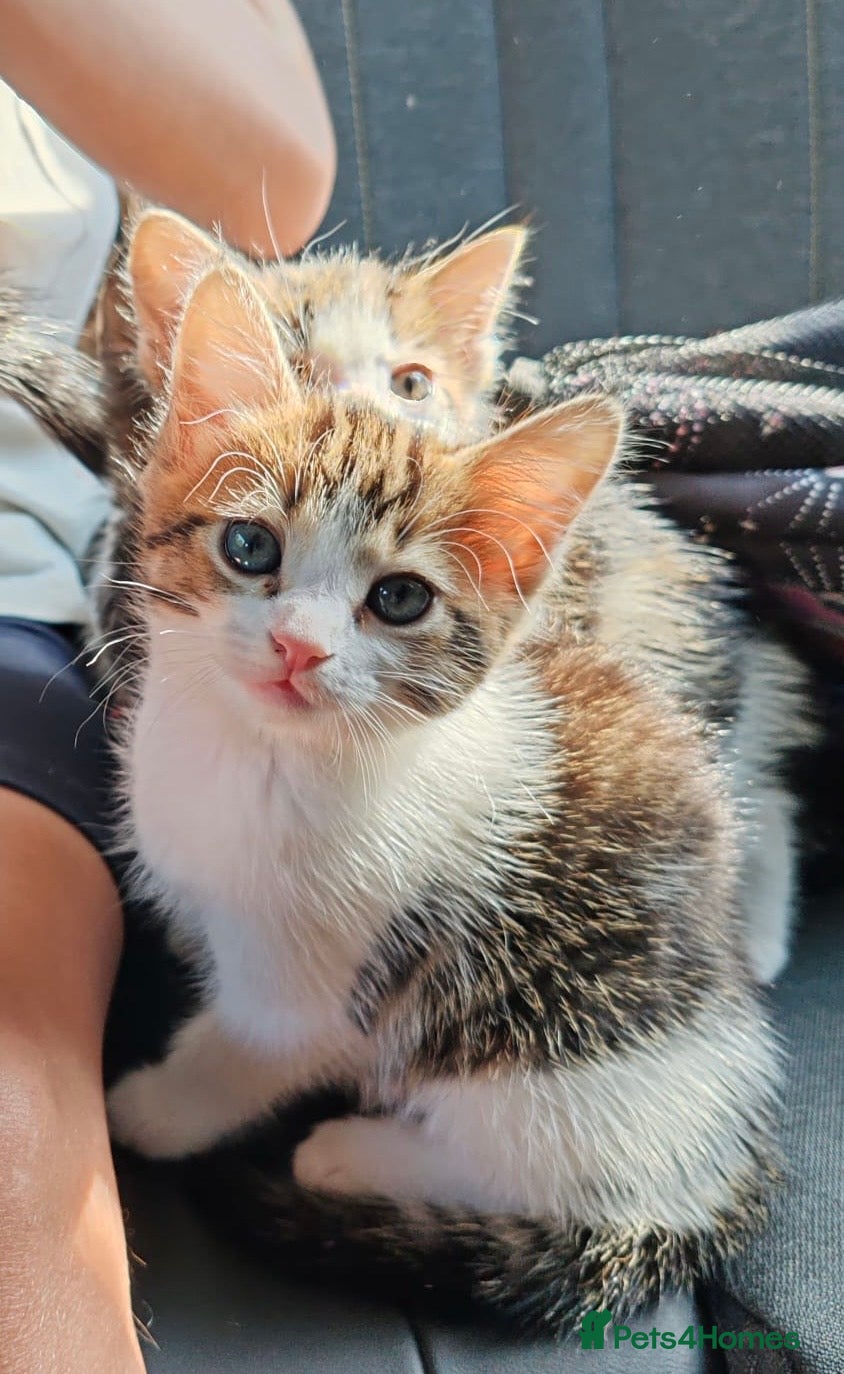 British Shorthair cats 3 kittens 1 girl 2 boys  - Advert 1
