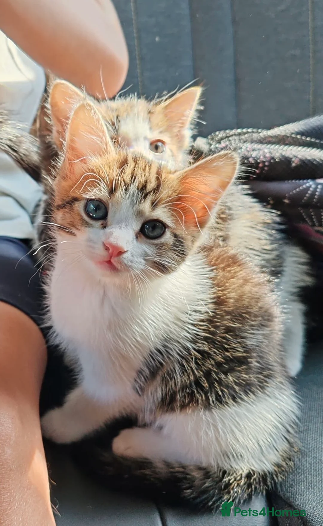British Shorthair cats for sale: 3 kittens 1 girl 2 boys  in Bristol - Advert 1