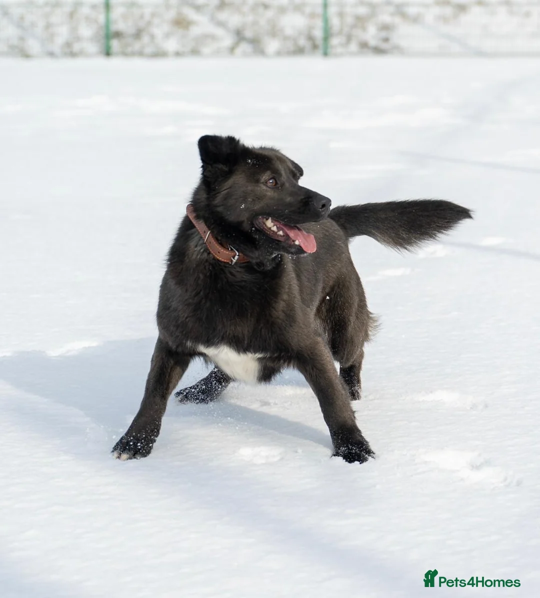Mixed Breed dogs for adoption: ❤️🐶 EMILY  - Advert 1