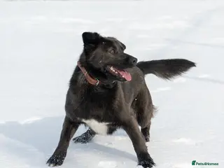 Mixed Breed dogs ❤️🐶 EMILY - Advert 3