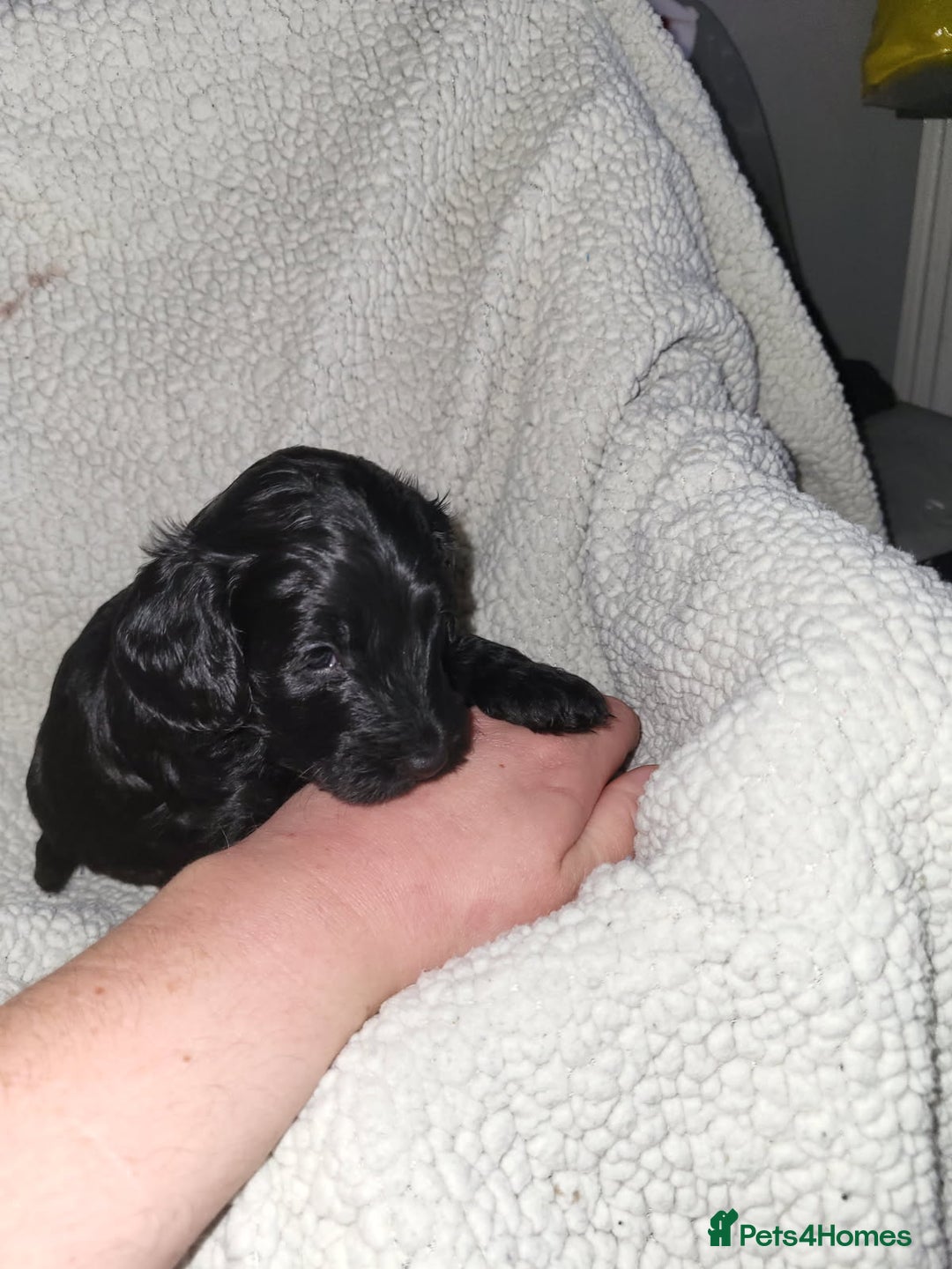 Cockapoo dogs for sale: 1 LEFT Toy f1b cokapoos🐶🐶 - Advert 29
