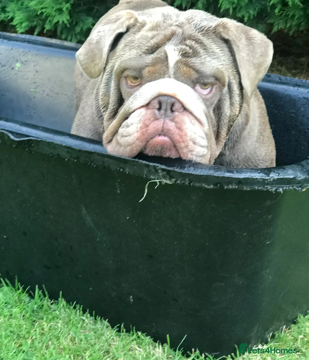 English Bulldog dogs for stud: F1 Stud dog  - Advert 5