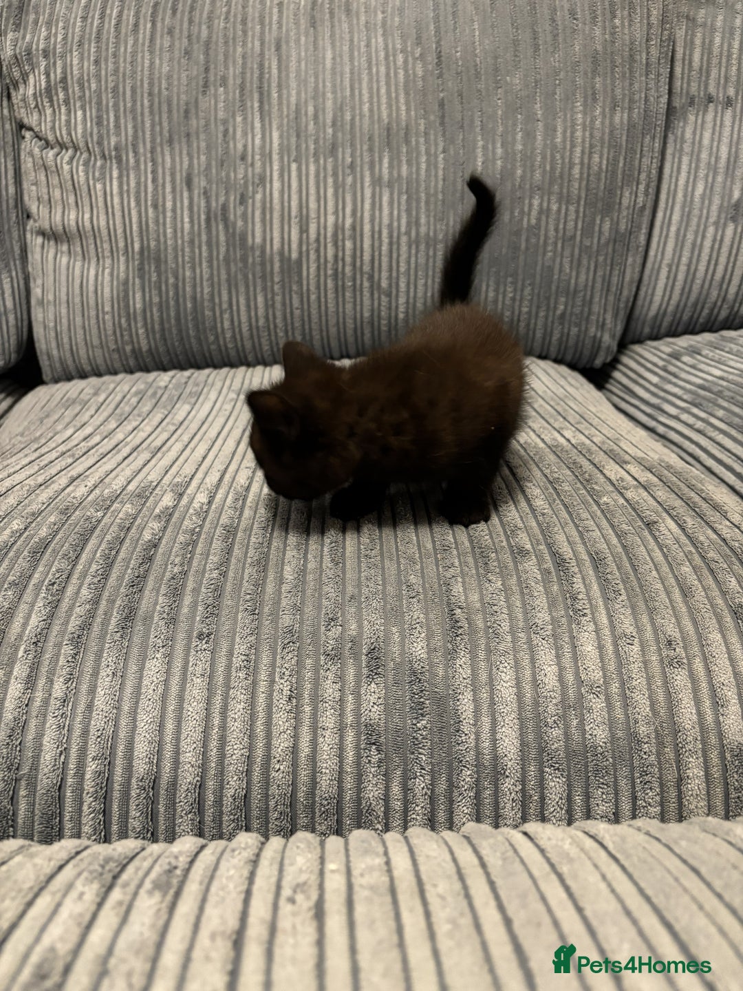 Mixed Breed cats for sale: Adorable Kittens for Sale - Advert 14