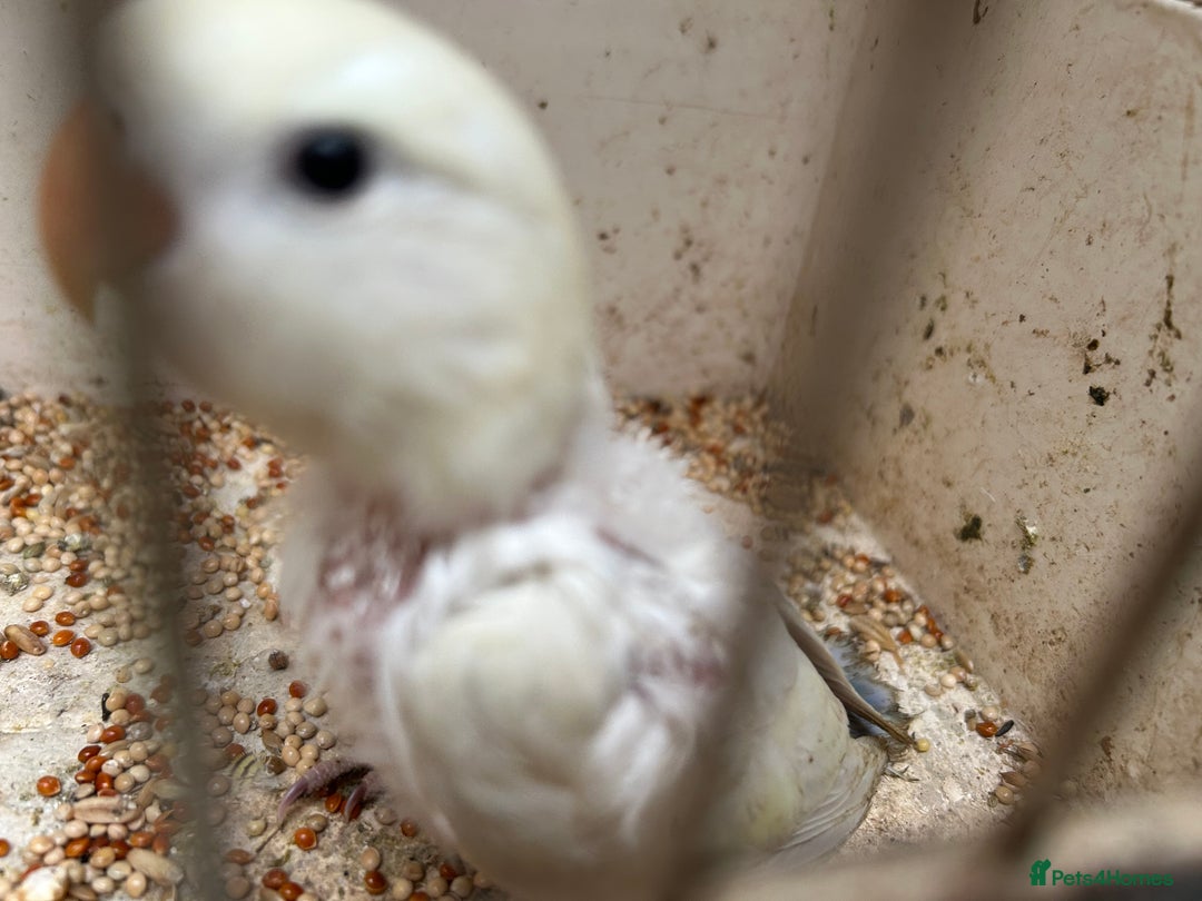 Lovebirds birds for sale: Lovebird for sale, all in good health  - Advert 6