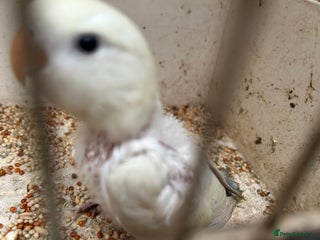 Lovebirds birds - Advert 11