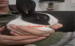 Mixed Breed rabbits for sale: 10 mixed breed rabbits  - Advert 4