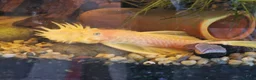 Plecos fish for sale: Male bristlenose plecs in Tadley - Advert 5