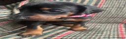 Dobermann dogs for sale: dobermann pinscher - Advert 22
